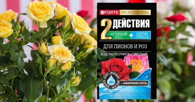 При неблагоприятных условиях розы можно укрепить водорастворимым удобрением Для пионов и роз Bona Forte с аминокислотами. При неблагоприятных условиях розы можно укрепить водорастворимым удобрением Для пионов и роз Bona Forte с аминокислотами.