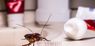 Чистая квартира тараканам не помеха — как быть с вредителями.