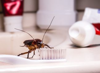 Чистая квартира тараканам не помеха — как быть с вредителями.