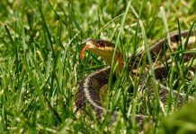 Что делать, если вы встретили змею на участке: практический гид для дачников - Блоги компаний Что делать, если вы встретили змею на участке: практический гид для дачников.