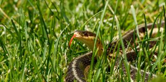 Что делать, если вы встретили змею на участке: практический гид для дачников.