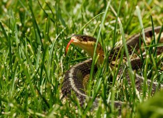 Что делать, если вы встретили змею на участке: практический гид для дачников.