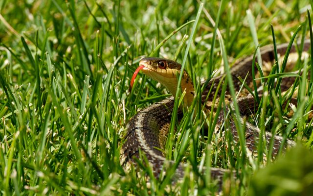 Что делать, если вы встретили змею на участке: практический гид для дачников. Что делать, если вы встретили змею на участке: практический гид для дачников.