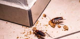 Что делать при встрече с тараканами в квартире?