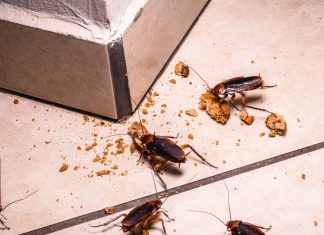 Что делать при встрече с тараканами в квартире?