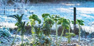 Что нельзя делать садоводам и огородникам в ноябре - Сад и огород Что нельзя делать садоводам и огородникам в ноябре.