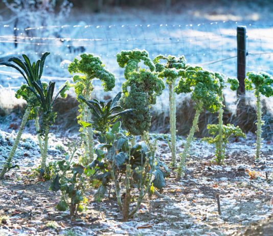 Что нельзя делать садоводам и огородникам в ноябре - Календари Что нельзя делать садоводам и огородникам в ноябре.
