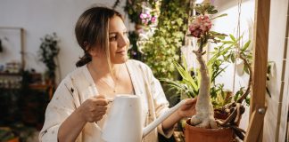 6 эффектных растений с каудексом — уникальные формы, простой уход