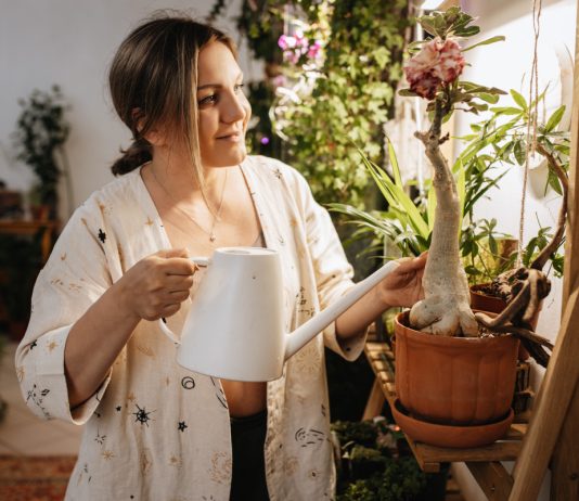 6 эффектных растений с каудексом — уникальные формы, простой уход