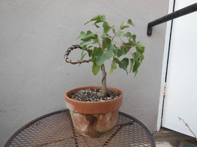 Брахихитон удивительно неприхотлив и терпеливо переносит ошибки в уходе, связанные с поливом, благодаря своим огромным внутренним запасам. Брахихитон удивительно неприхотлив и терпеливо переносит ошибки в уходе, связанные с поливом, благодаря своим огромным внутренним запасам.