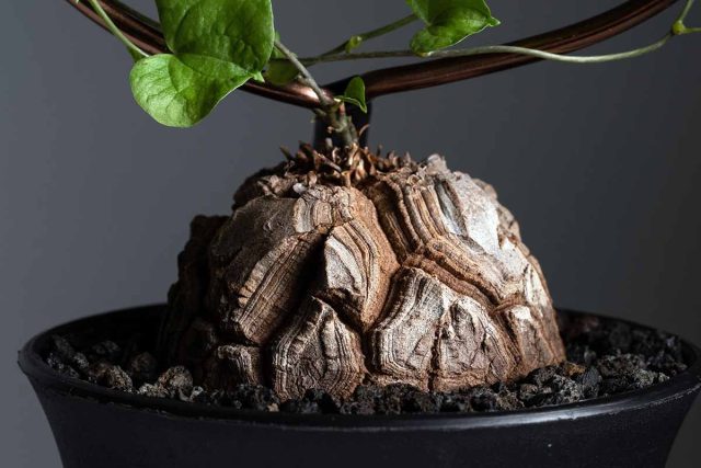 Отдельного упоминания заслуживает целая группа лиан, которые формируют подземный или надземный каудекс. Ярчайший представитель — диоскорея, или "слоновая нога". Отдельного упоминания заслуживает целая группа лиан, которые формируют подземный или надземный каудекс. Ярчайший представитель — диоскорея, или "слоновая нога".