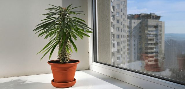 Нельзя обойти вниманием и пахиподиум, чье название переводится с греческого как «толстая нога». Его колючий, толстый стебель-каудекс увенчан пучком длинных, узких листьев на самой макушке, что и придает ему сходство с пальмой. Нельзя обойти вниманием и пахиподиум, чье название переводится с греческого как «толстая нога». Его колючий, толстый стебель-каудекс увенчан пучком длинных, узких листьев на самой макушке, что и придает ему сходство с пальмой.