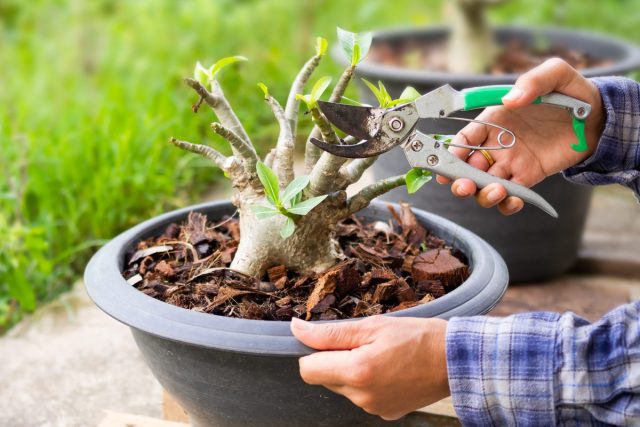 Залив и постоянная влажность почвы — верный путь к гибели растения, так как нежный каудекс легко подвержен гнилям. Второй критически важный фактор — это освещение. Подавляющее большинство «бутылочных» растений — светолюбы. Залив и постоянная влажность почвы — верный путь к гибели растения, так как нежный каудекс легко подвержен гнилям. Второй критически важный фактор — это освещение. Подавляющее большинство «бутылочных» растений — светолюбы.