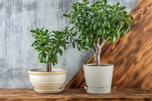 У меня дома две крассулы — старшая живёт уже 15 лет, младшей пять. Обе растут неторопливо, превращаясь в маленькие деревья. У меня дома две крассулы — старшая живёт уже 15 лет, младшей пять. Обе растут неторопливо, превращаясь в маленькие деревья.