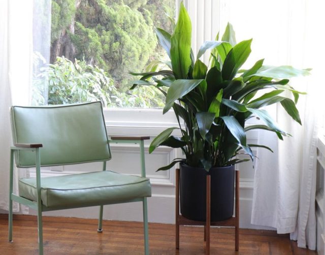 Аспидистра стоит в тени десятый год. Не капризничает, не бледнеет, не просит внимания — просто зелёный страж моего угла. Совет: поставьте её угол, где мало света или у северного окна, и поливайте редко — только когда земля сухая. Аспидистра стоит в тени десятый год. Не капризничает, не бледнеет, не просит внимания — просто зелёный страж моего угла. Совет: поставьте её угол, где мало света или у северного окна, и поливайте редко — только когда земля сухая.