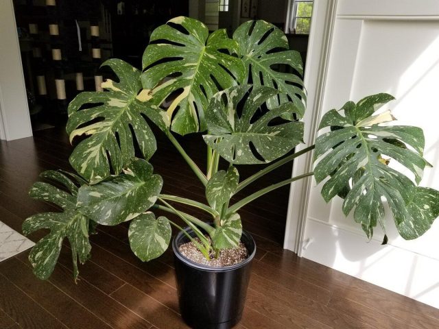 Моя монстера уже заняла полкомнаты. Я вижу, как её огромные листья становятся фоном для всех семейных фото и детских игр, и каждый раз понимаю, что она выросла вместе с нашей семьёй. Моя монстера уже заняла полкомнаты. Я вижу, как её огромные листья становятся фоном для всех семейных фото и детских игр, и каждый раз понимаю, что она выросла вместе с нашей семьёй.