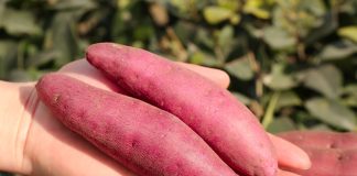 ГМО — это натурально, или Как растения сами преуспели в генетике - Пряные травы и зелень ГМО — это натурально, или Как растения сами преуспели в генетике