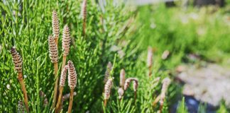 Хвощ в огороде — друг или враг?