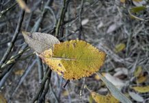 Что за дерево?