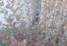 Какой сорт пузыреплодника?