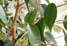 Фикус Бенджамина. Болезнь ли это?