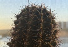 Желтеет кактус снизу