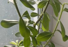 Требуется помощь в опознании растения