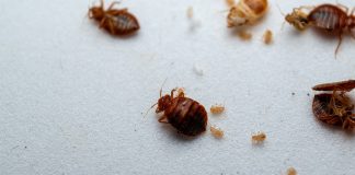 Как обнаружить постельных клопов
