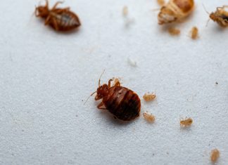 Как обнаружить постельных клопов