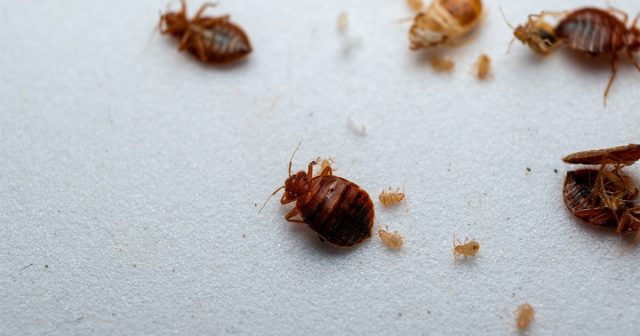 Как обнаружить постельных клопов