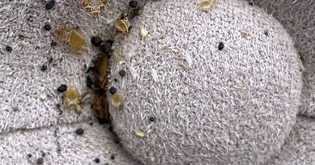 Если вы наблюдательны и обладаете нормальным зрением, то при перестилании постели или чистке матраса сможете увидеть и «запчасти» паразитов.