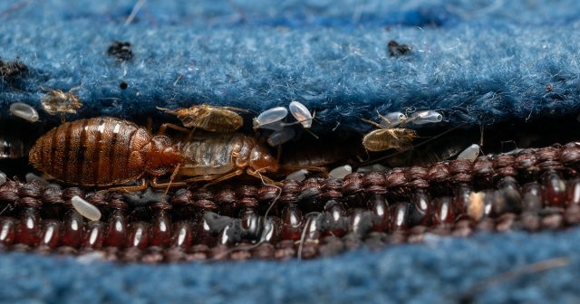 Мягкая мебель тоже является классическим убежищем для клопов. Под подушками или на стыках деталей кресел и диванов всегда есть свободное место для паразитов.