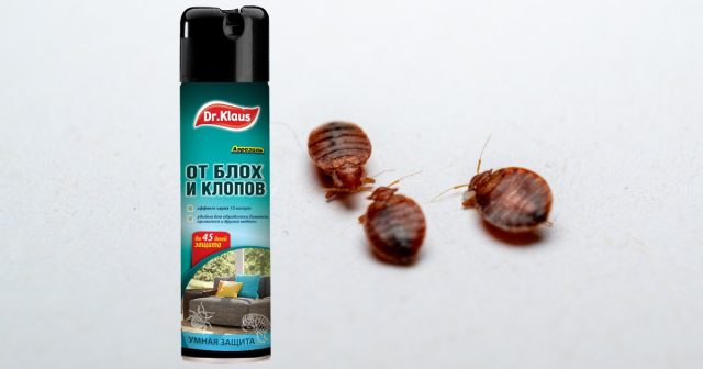 Хотя и можно с помощью аэрозоля от клопов, блох и других насекомых Dr.Klaus, если обработать им все укрытия и примыкающие поверхности.