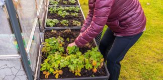 Как правильно подготовить ягодник к зиме? Важные советы - Ягодник Как правильно подготовить ягодник к зиме? Важные советы