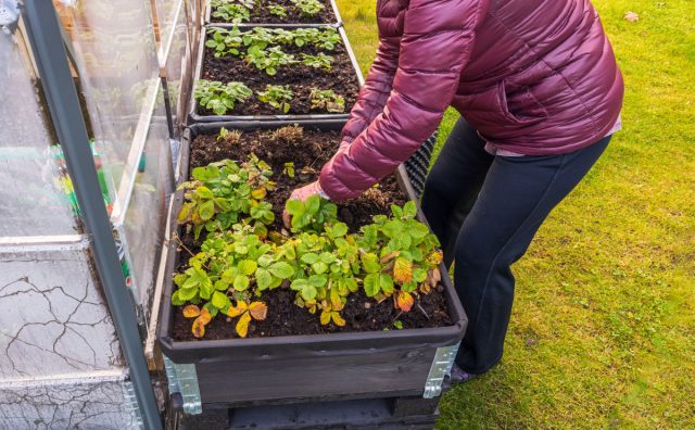 Как правильно подготовить ягодник к зиме? Важные советы Как правильно подготовить ягодник к зиме? Важные советы