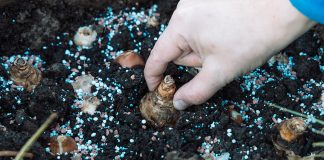 Как посадить нарциссы осенью, чтобы они не вымерзли за зиму?