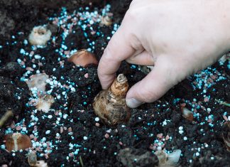 Как посадить нарциссы осенью, чтобы они не вымерзли за зиму?