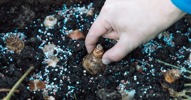 Как посадить нарциссы осенью, чтобы они не вымерзли за зиму?