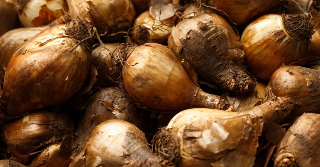 При несоблюдении всех требований корни у них часто начинают формироваться ещё в хранилище на внутренних запасах питательных веществ, что сильно истощает луковицы.