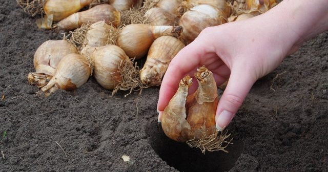 Отбор посадочного материала стандартный для всех видов луковичных цветов.