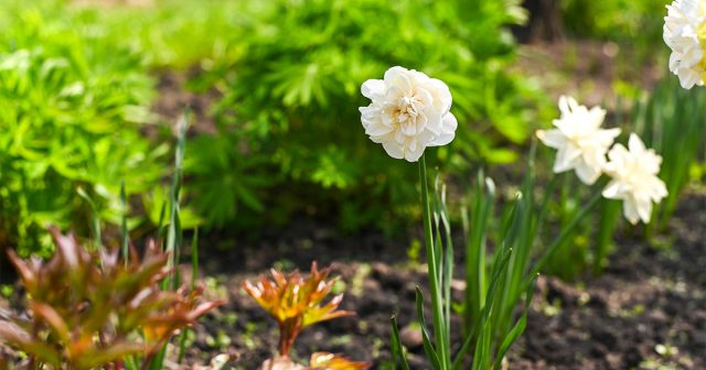 Солнечное место – открытый южный склон, высокая грядка, отсутствие тени от построек или крупных растений означает, что оно быстро прогреется весной, а нарциссы зацветут рано.