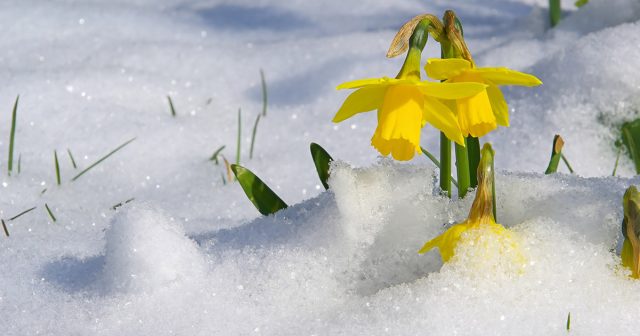 А только что высаженные луковицы, всё-таки, стоит укрыть, так как они могут вымерзать в морозную погоду при отсутствии снега.