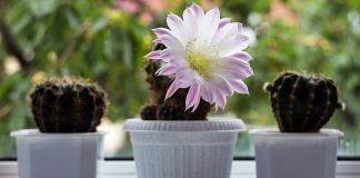 Как правильно удобрять кактусы — секреты здорового суккулента.