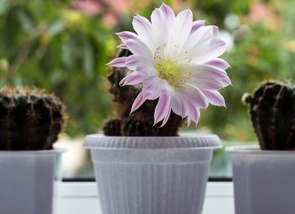 Как правильно удобрять кактусы — секреты здорового суккулента.