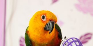 Какие игрушки нужны попугаям и как их выбрать?
