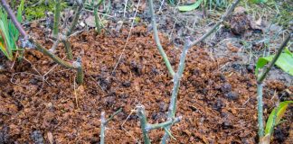 Какие растения необходимо мульчировать осенью? - Декоративные кустарники Какие растения необходимо мульчировать осенью?