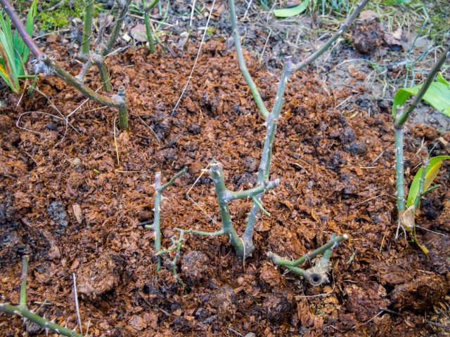 Какие растения необходимо мульчировать осенью?