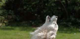 Какие собаки почти не лают — 10 самых тихих пород.