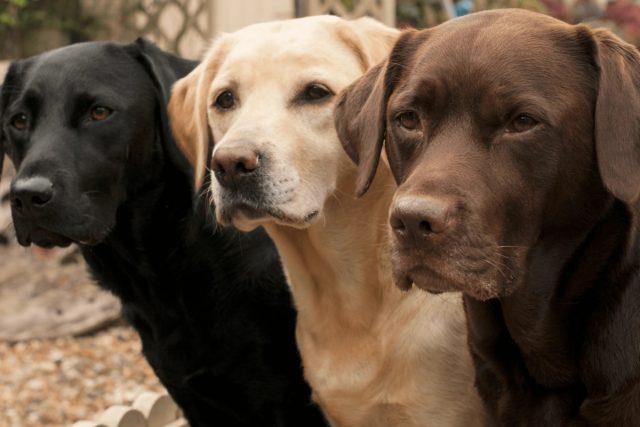 При правильном воспитании лабрадор ведёт себя очень тихо и может лаять только при испуге.