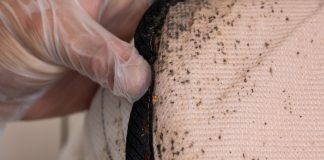 Клопы появляются неожиданно: как справиться с вредителем.